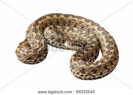 Hungarian Meadow Viper Over White