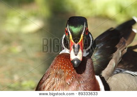 Male Mandarin Duck Portrait