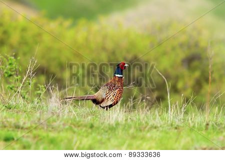 Male Pheasant In Spring