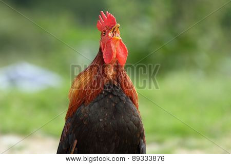 Rooster Singing In The Morning