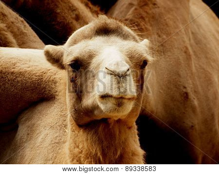 Camel