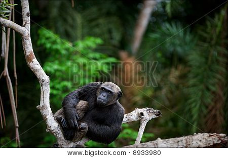 Portræt af den voksne mandlige chimpanse.