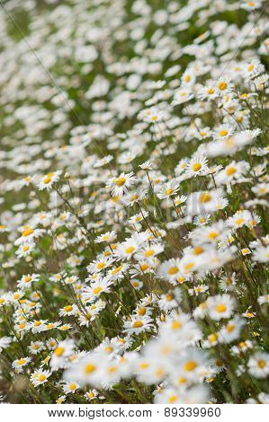 White & Yellow Daisy Flowers In Garden Or Meadow