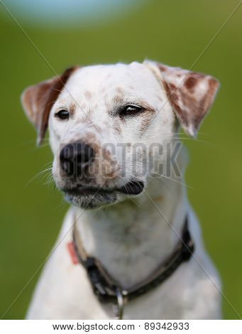 Purebred Dog