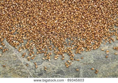 background of healthy, gluten free teff grain on a slate rock
