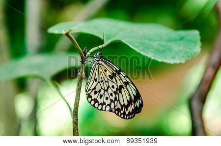 Tree Nymph Butterfly Hanging On A Green Leaf