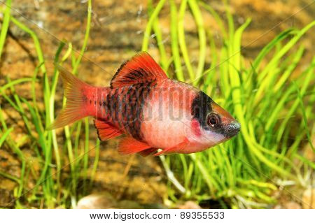 Aquarium Barb Fish
