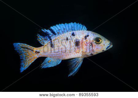 Cichlid Fish