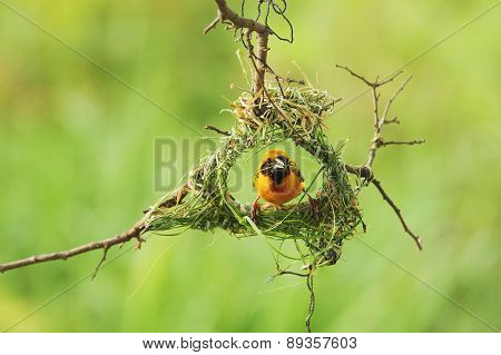 Bird and Bird's Nest