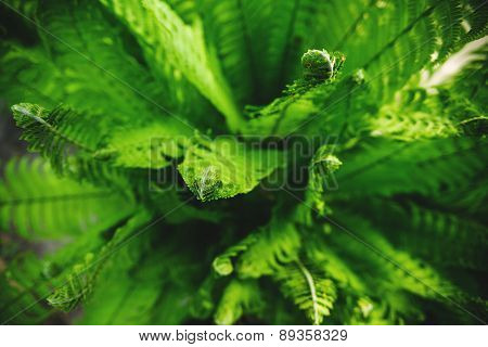 Many young ferns