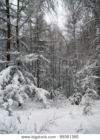 Winter Forest In Yakutia