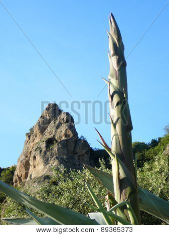 Budding Agave