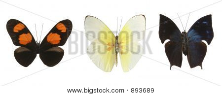 480Colorful lepkék, mint egy fehér háttér. 
