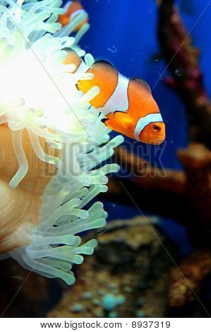 Anemonefish