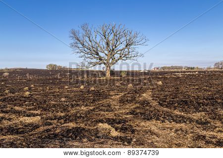 Oak Tree