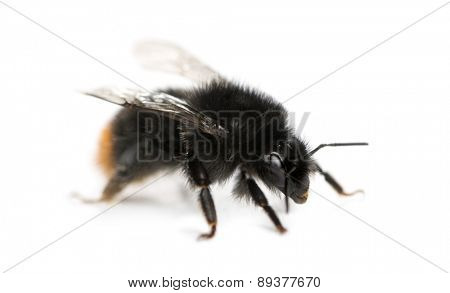 Red-tailed bumblebee, Bombus lapidarius in front of a white background