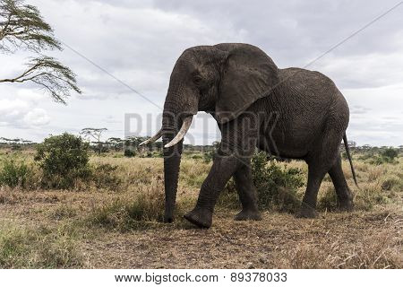 Elephant walking, Serengeti, Tanzania, Africa