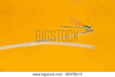Azure damselfly, Coenagrion puella, on a straw in front of an orange background