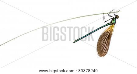 Male beautiful demoiselle, Calopteryx virgo, on a blade of grass in front of a white background