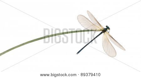 Male beautiful demoiselle, Calopteryx virgo, on a blade of grass in front of a white background