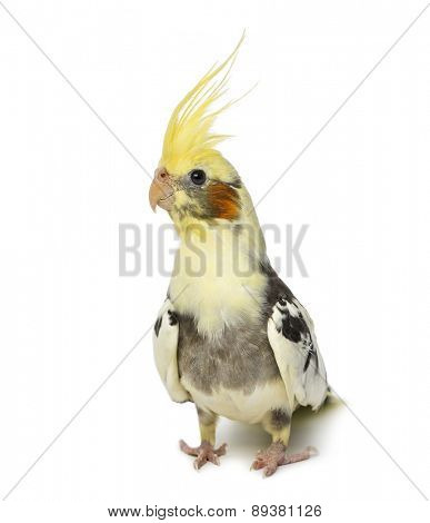 cockatiel, Nymphicus hollandicus, in front of a white background