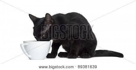 Black cat dirnking in a cup in front of a white background