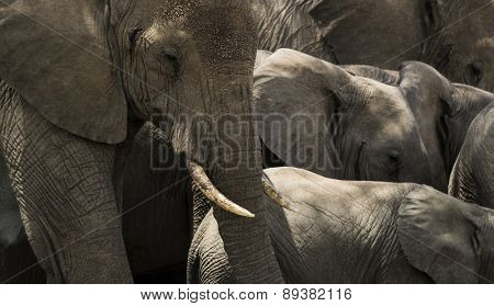 Close-up of a herd of elephants, Serengeti, Tanzania, Africa