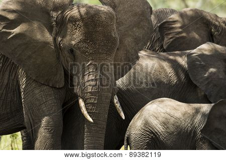 Close-up of a herd of elephants, Serengeti, Tanzania, Africa