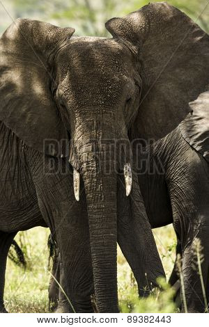 Close-up of a herd of elephants, Serengeti, Tanzania, Africa