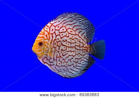 Pompadour Fish On Blue Background