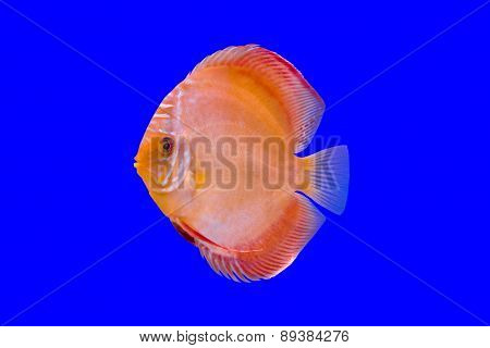 Pompadour Fish On Blue Background