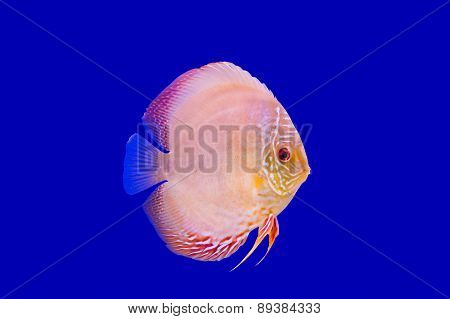 Pompadour Fish On Blue Background