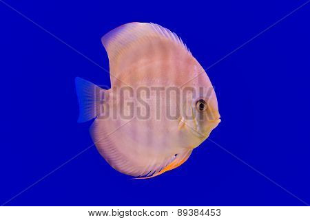 Pompadour Fish On Blue Background