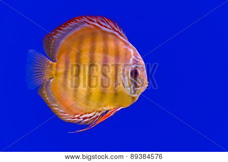 Pompadour Fish On Blue Background