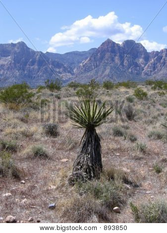 Tek Yucca bitki