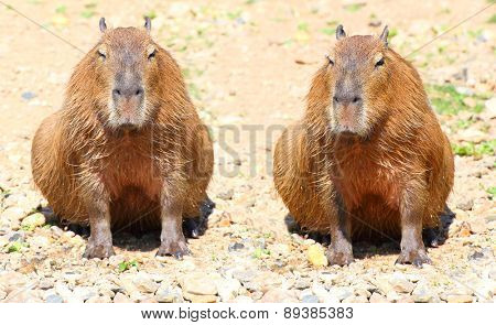 Couple of The Capybara  (Hydrochoerus hydrochaeris ), largest rodent in the world.