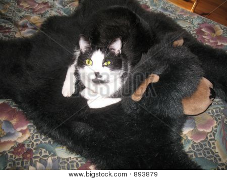 Kat på et Bear tæppe