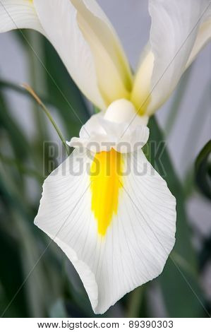 White Iris