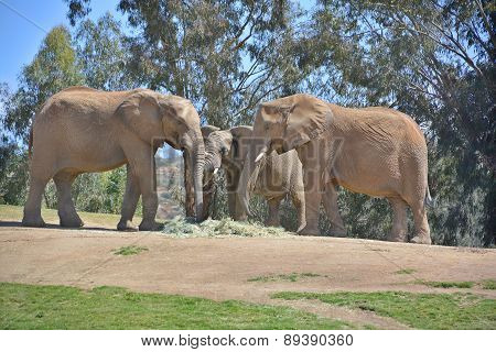 Elephants