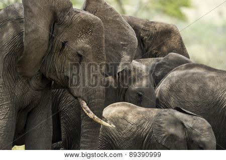 Close-up of a herd of elephants, Serengeti, Tanzania, Africa
