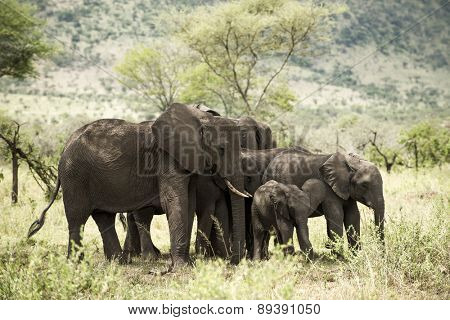 Herd of elephant, Serengeti, Tanzania, Africa