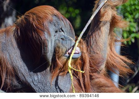 The orangutans