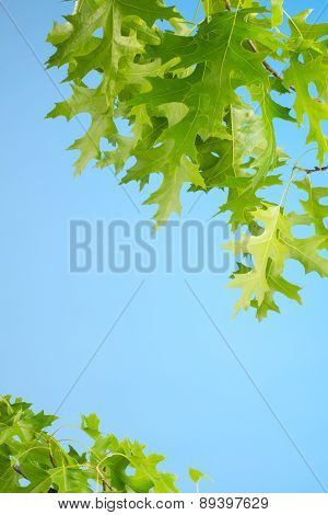 Bright Green Red Oak Leaves