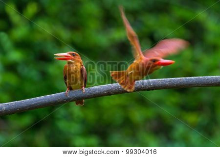 Ruddy Kingfisher