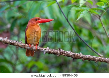 Ruddy Kingfisher