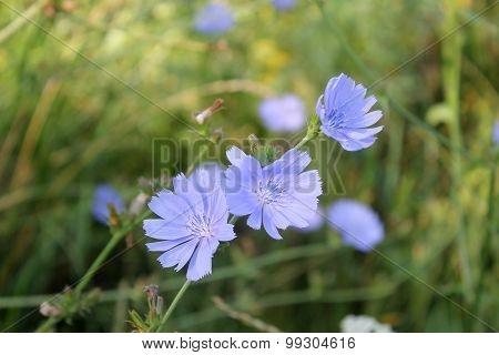 Chicory flowers