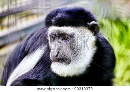 Abyssinian Black And White Colobus.