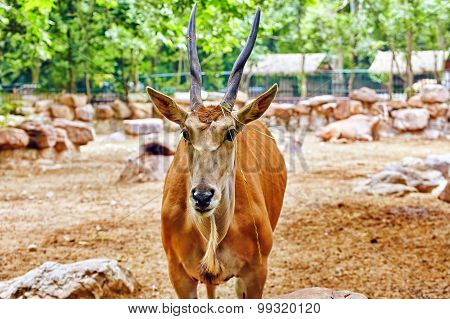 Oryx Gazella. National Forest.