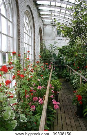 Old conservatory with plants