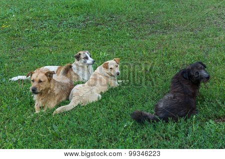 Flock Of Stray Dogs In The City Lawn